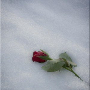 Cemetery Winter 2013