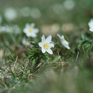 Windröschen und Ehrenpreis