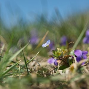 Windröschen und Ehrenpreis