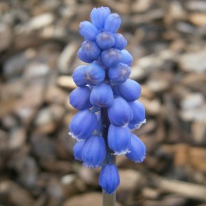 Plantae - Nahaufnahmen