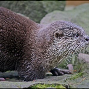 Fischotter ...