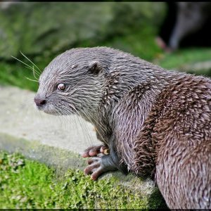 Fischotter ...