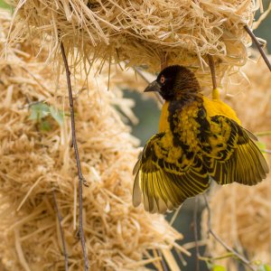 Webervögel beim Nestbau