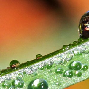 Wassertropfen auf Grashalm