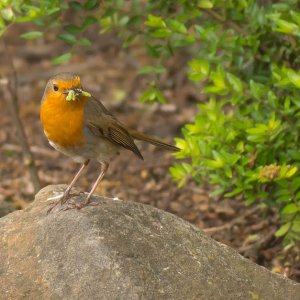 Rotkelchen mit Nachschub für den Nachwuchs