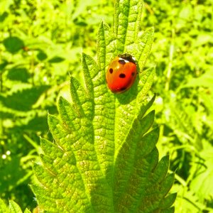 Allerlei Getier im Garten 2