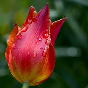 Tulpe nach dem Regen