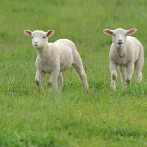 Zwei wie Pech und Schwefel