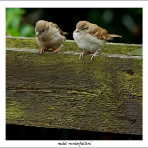 Spatzen- Nachwuchs
