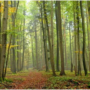 Herbstwald