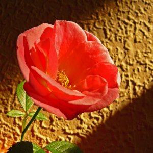 Rose und die Morgensonne