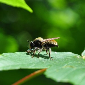 Dicker Brummer (Versuch drei)