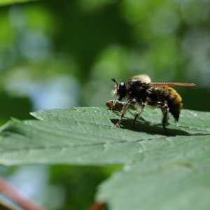 Dicker Brummer (Versuch drei)