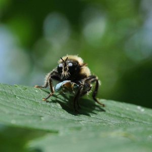 Dicker Brummer (Versuch drei)