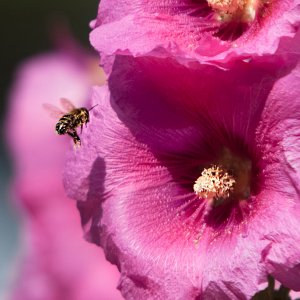 Bien im Anflug auf Stockrose