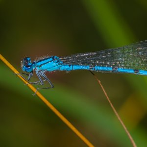 Libellen aus meiner Gegend