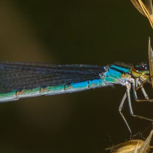Libellen aus meiner Gegend