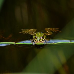 kleiner Frosch mit Schwimmhilfe....