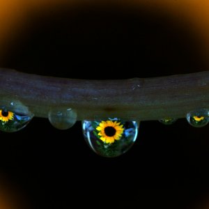 Sonnenblume in Regentropfen