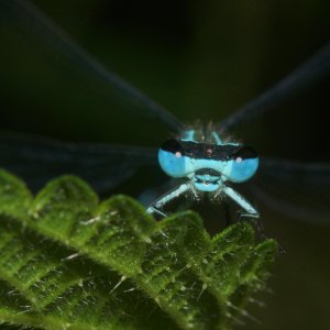 Von Angesicht zu Angesicht...