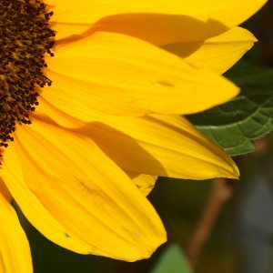 Das Leuchten der Sonnenblume