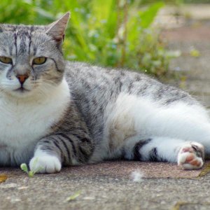 Die Katze aus Nachbars Garten...