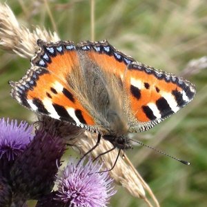Sonnenbad für Schmetterlinge