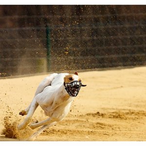 Windhunde auf der Sandbahn