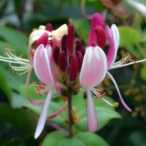 Je länger, je lieber?