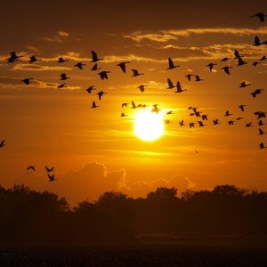 Gänse die sich sammeln