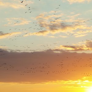 Gänse die sich sammeln