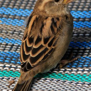 Kleiner frecher Spatz