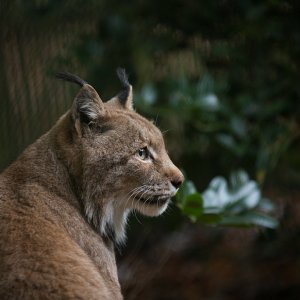 Luchs