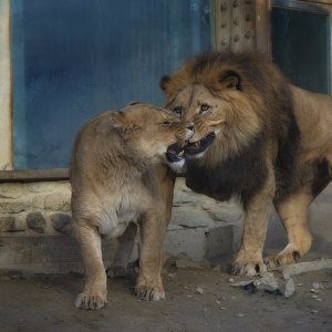 Königliche Einladung