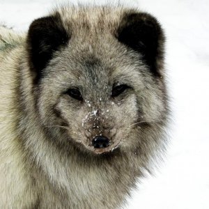 Polarfuchs
