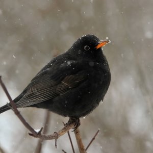 Leise rieselt der Schnee...