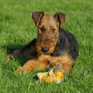 Airedale Terrier, 5 Monate alt