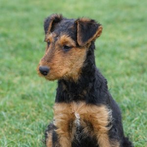 Airedale Terrier Welpe