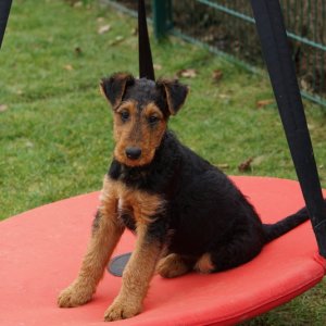 Auf der Hundeschaukel