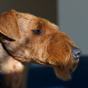 Airedale Terrier