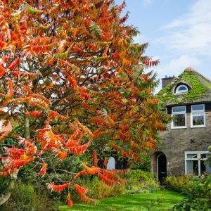 Essigbaum, Zierikzee (Holland)