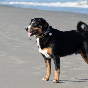 Appenzeller Sennenhund