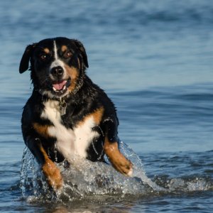 Appenzeller Sennenhund