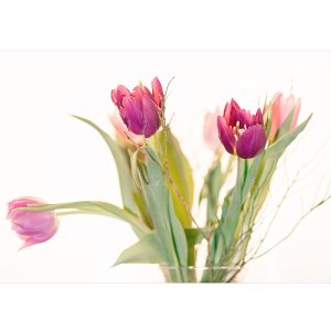 Tulpen