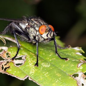 Makro - Graue Fleischfliege