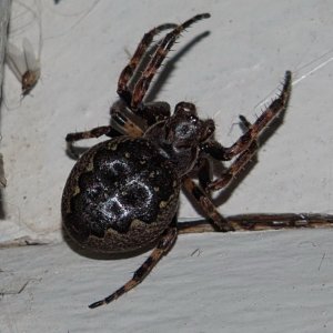 Sigma SD15 Tierbilder