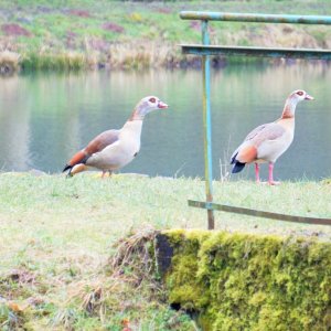 Nilgänse am Waschweiher