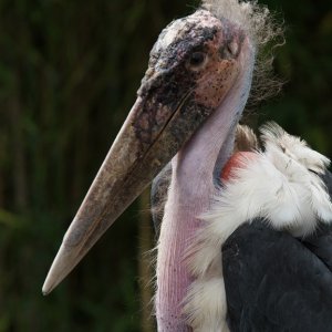 Man nennt ihn Reinhold.