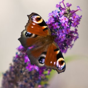 Schmetterling Pfauenauge e.c.t.
