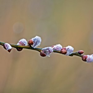 Der Frühling naht...